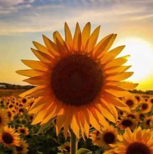 Meet your Posher, Audrey